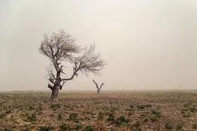 کاهش محصولات کشاورزی در پی کاهش چشمگیر بارش&zwnj;ها