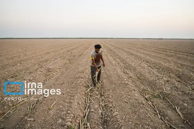 گزارش تصویری | کشت نیشکر در خوزستان
