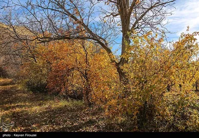 ایران زیباست | پاییز رنگارنگ کردستان