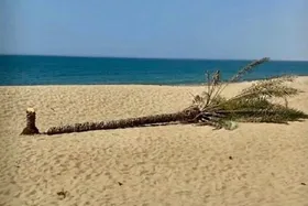 مردم &laquo;درک&raquo; سیستان و بلوچستان، نخل دیگری کاشتند