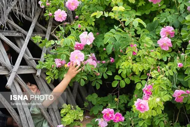 گزارش تصویری | برداشت گل محمدی و تهیه گلاب به یاد دانش‌آموزان شهید میناب - میمند