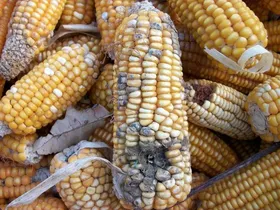 داستان ذرت&zwnj; های آلوده چه بود؟