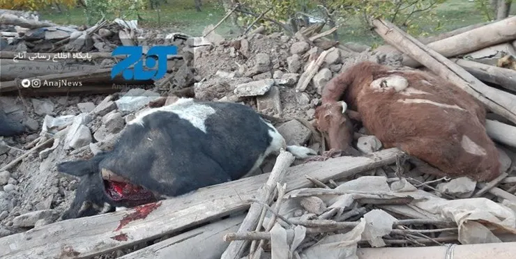 تلف شدن ۱۱۵۰ راس دام و خسارت به ۲۷۰ جایگاه دامی آذربایجان شرقی