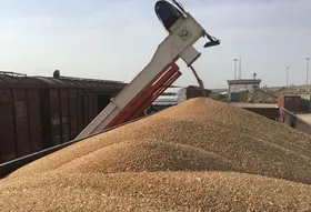 تولید و بوجاری بیش از ۹۰۰۰ تن بذور گندم و جو توسط تشکل&zwnj;های تعاون روستایی خراسان رضوی