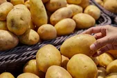 وقتی قمار‌های ترامپ امنیت غذایی جهان را تحت تأثیر قرار می‌دهد | قیمت‌های آتی سیب‌زمینی در حال گرانی!