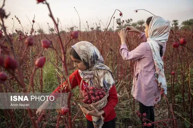 ایران زیباست | برداشت چای ترش