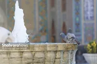 جنون یک مرغ مهاجر