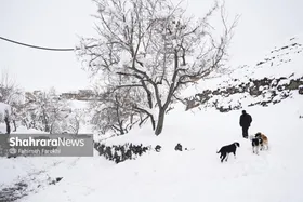 گزارش تصویری | طبیعت زمستانی روستای کنگ