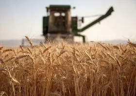 سطح زیر کشت قرارداد گندم آبی خراسان رضوی از ۶۰ هزار هکتار گذشت&nbsp;