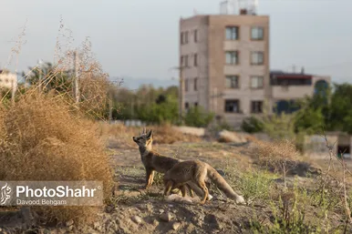 همزیستی با روباه‌ها