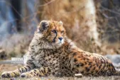 ناتوانی «فیروز» یوزپلنگ نر مرکز تکثیر توران برای زادآوری