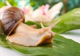 توضیح متخصص پوست و مو در مورد ادعای جوان&zwnj;سازی پوست با حلزون