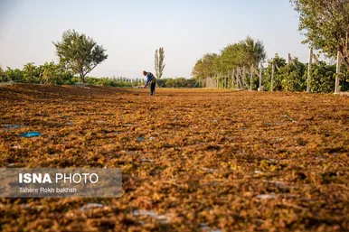 گزارش تصویری | شهرستان تاکستان قطب انگور ایران