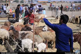 ۶۲۰ مرکز نیکوکاری در خراسان&zwnj;رضوی وظیفه جمع&zwnj;آوری گوشت قربانی نیکوکاران را برعهده دارند