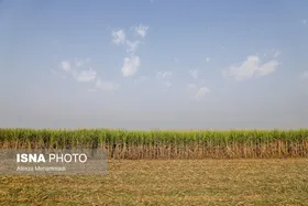 آغاز برداشت محصول نیشکر در خوزستان