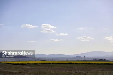 گزارش تصویری | مزارع «کلزا» در نزدیکی مشهد