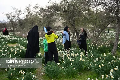 گزارش تصویری | هشتمین جشنواره گل نرگس - کازرون