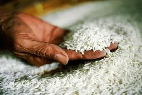 ماجرای واردات برنج بی&zwnj;کیفیت چیست؟ | مخلوط&zwnj;کردن برنج نامرغوب با محموله&zwnj;ها