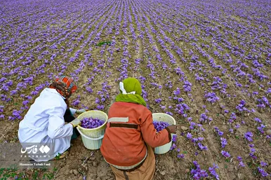 ایران زیباست | برداشت طلای سرخ در خراسان جنوبی