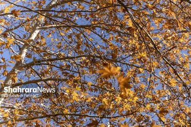 گزارش تصویری | طبیعت پاییزی شاندیز
