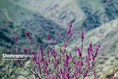 ایران زیباست | «ارغوان» پنجه‌ی خونین زمین