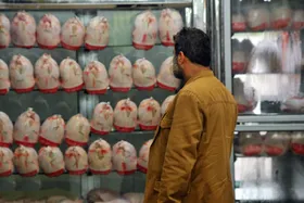 مرغ در بازار امروز مشهد با نرخ ۸۰ هزار تومان عرضه می شود (۱۱مرداد۱۴۰۲) | مرغ همچنان گران&zwnj;تر از نرخ مصوب
