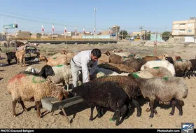&nbsp;برخورد با عرضه غیرمجاز دام در مشهد| اجرای گشت مشترک برای جلوگیری و مقابله با متخلفان