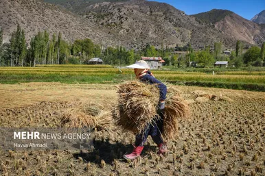 گزارش تصویری | برداشت سنتی برنج در سوادکوه