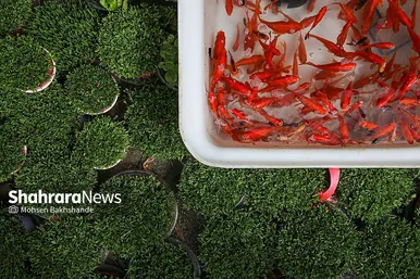 حال و هوای بازار گل در آستانه عید نوروز