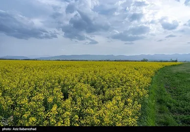 ایران زیباست | کشت کلزا در شهرستان سلسله - لرستان