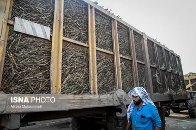 آغاز برداشت محصول نیشکر در خوزستان