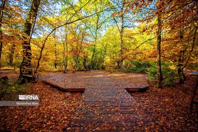 ایران زیباست | پاییز در جنگل‌های هیرکانی