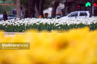 رویش لاله های بهاری در مشهد