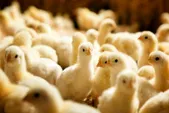 تحقق بیش از ۲۳ میلیون قطعه جوجه‌ریزی در خراسان رضوی از ابتدای سال جاری