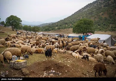 عبور عشایر از خرم آباد