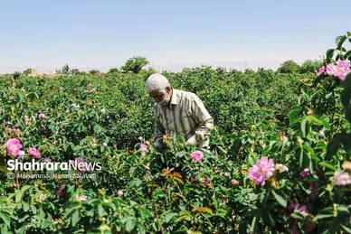 گزارش تصویری | برداشت گل محمدی از روستای فرخد «قمصر خراسان»