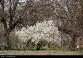شکوفه&zwnj;های بهاری ابهر - زنجان