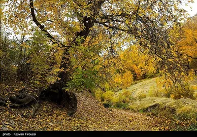 ایران زیباست | پاییز رنگارنگ کردستان