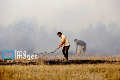 گزارش تصویری | آتش سوزی در «تالاب میانکاله»