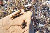 ماجرای هجوم ملخ‌ها به خراسان رضوی و مشهد؛ از شرکت دسته‌جمعی در مراسم عروسی تا حمله به مزارع + فیلم