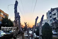 گلایه شهروندان مشهدی از هرس درختان بلوار شهیدان سلامی | علت چه بود؟