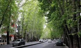 درختان مشهدی در خیابان ولیعصر تهران کاشته می&zwnj;شوند