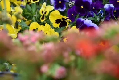 گل‌آرایی حرم مطهر رضوی در آستانه عید نوروز