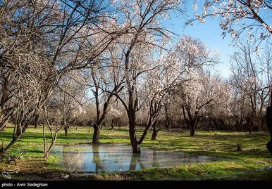 ایران زیباست | اندک اندک می‌رسد اینک بهار
