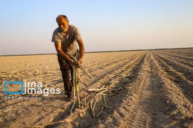 گزارش تصویری | کشت نیشکر در خوزستان