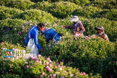 ایران زیباست | گل و گلاب میمند