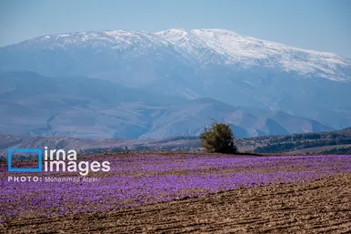 ایران زیباست | برداشت گل زعفران