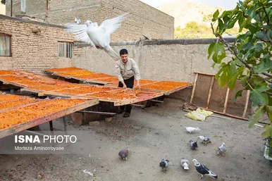 ایران زیباست | «خرو» بزرگ‌ترین تولیدکننده آلو در کشور