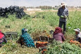 افزایش ۴۳ درصدی مستمری بیمه&zwnj;شدگان صندوق روستایی