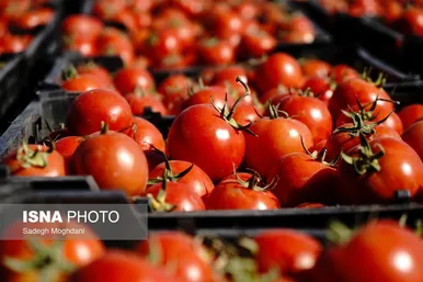 گزارش تصویری | برداشت گوجه فرنگی خارج از فصل - بردخون